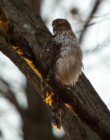 Juvenile Sharp-shinned Hawk perching in a tree in dense woodland in Maryland during the Winterの写真素材