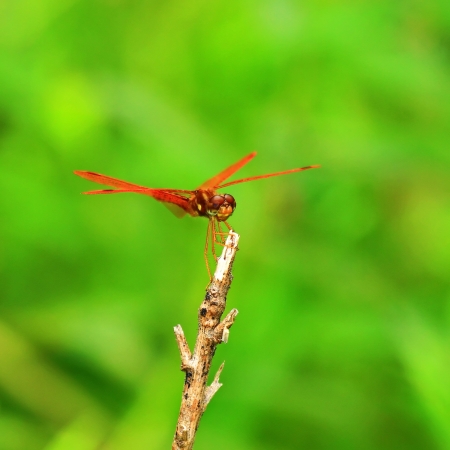 A tiny Eastern Amberwing dragonfly perching on a twig by a lake in Maryland during the summerの素材 [FY31017202743]