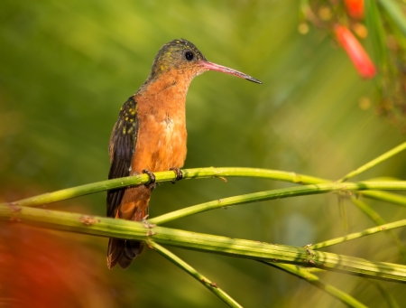Cinnamon Hummingbird perching on a branch in a tree in Guatemalaの写真素材