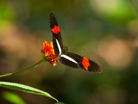 Erato Heliconian butterfly feeding on a wildflower in woodland in Guatemala
