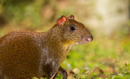 Profile of a Central American agouti in woodland in Guatemalaの写真素材