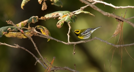 Townsends Warbler perching in a tree in a forest in Guatemalaの写真素材