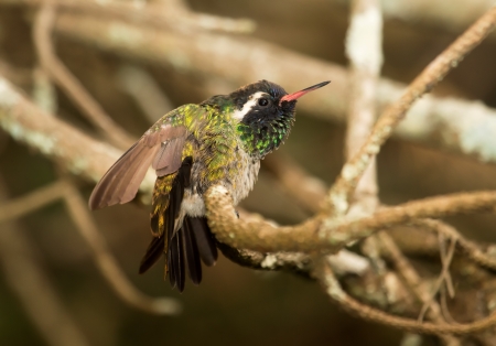 White-eared Hummingbird perching on a branch in a tree in Guatemalaの写真素材
