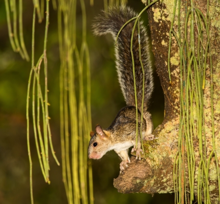 Variegated Squirrel sitting in a tree in a forest in Guatemala