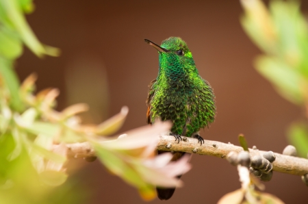 Berylline Hummingbird perching on a branch in a tree in Guatemalaの写真素材