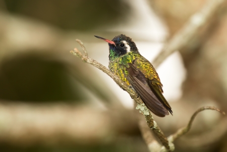 White-eared Hummingbird perching on a branch in a tree in Guatemalaの写真素材