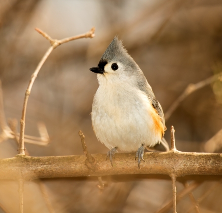 Tufted Titmouse songbird perching in a tree in woodland in Maryland during the Winterの写真素材