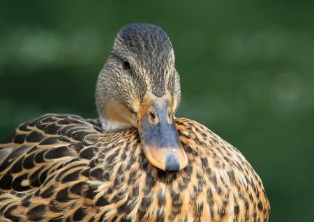 Face of a female Mallard duck resting by a lake in Maryland during the Summerの写真素材