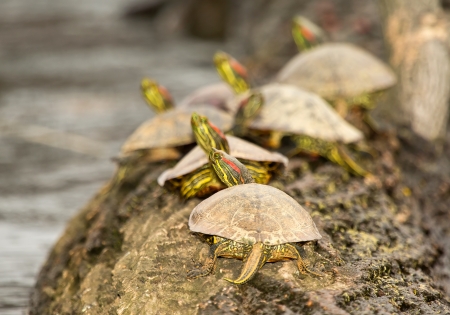 Adult Red-eared Slider pond turtles basking on a log in Maryland during the Springの写真素材