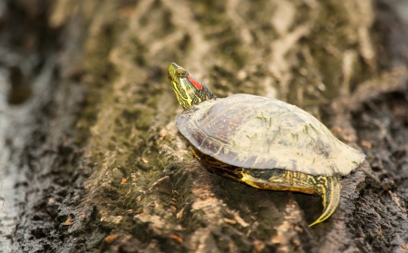 Adult Red-eared Slider pond turtle basking on a log in Maryland during the Spring