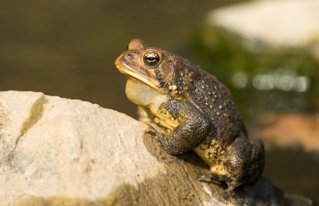 Eastern American Toad sitting by a pond in woodland in Maryland during the Spring