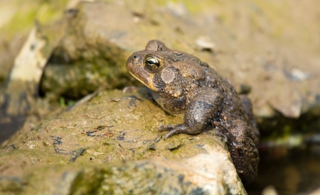 Eastern American Toad sitting by a pond in woodland in Maryland during the Spring