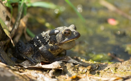 Eastern American Toad sitting by a pond in woodland in Maryland during the Springの写真素材