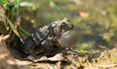 Eastern American Toad calling in Maryland during the Springの写真素材