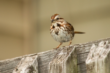 Song Sparrow perching on a fence in Maryland during the Springの写真素材