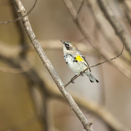 Yellow-rumped Warbler perching on a branch in woodland in Maryland during the Springの写真素材