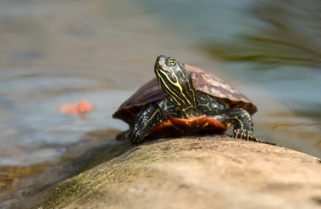 Young Northern Red-bellied Cooter pond turtle basking on a log in Maryland during the Spring