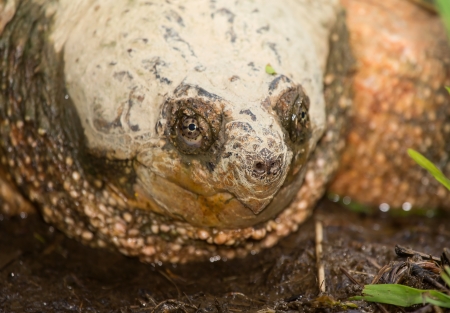Head of an adult Common Snapping Turtle basking by a lake in Maryland during the Springの写真素材