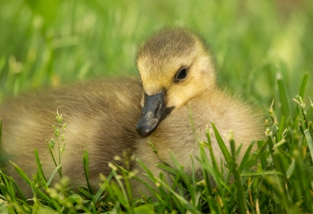 Canada Goose gosling resting in grassland in Maryland during the Spring