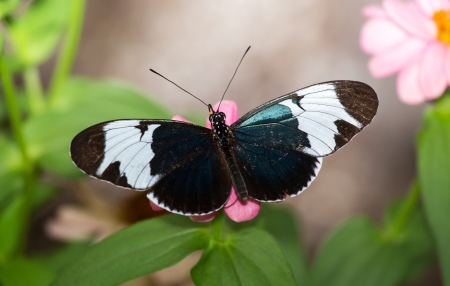 Cydno Longwing butterfly (Heliconius cydno) feeding on a flower