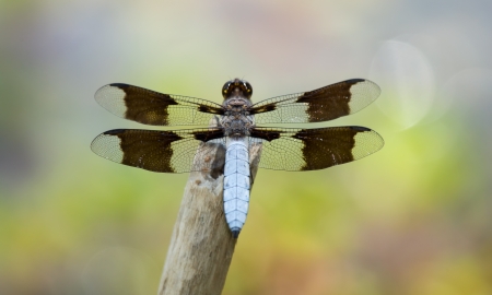 Common Whitetail (Plathemis lydia) dragonfly resting on a twig by a lake in Maryland during the Springの写真素材