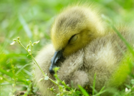 Detailed face of a Canada Goose gosling (Branta canadensis) sleeping in grassland in Maryland during the Springの写真素材