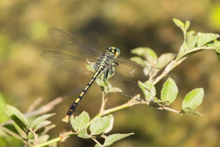 Unicorn Clubtail (Arigomphus villosipes) dragonfly resting on a leaf by a lake in Maryland during the Springの写真素材