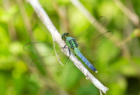 Eastern Pondhawk (Erythemis simplicicollis) dragonfly resting on a twig in Maryland during the Springの写真素材
