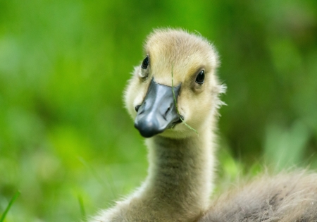 Detailed face of a Canada Goose gosling (Branta canadensis) resting in grassland in Maryland during the Springの写真素材