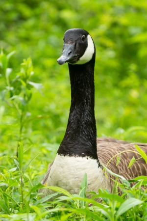 Adult Canada Goose (Branta canadensis) resting in grassland in Maryland during the Springの写真素材