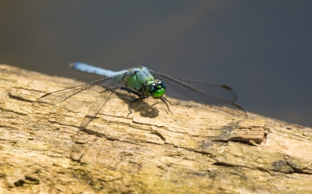 Eastern Pondhawk (Erythemis simplicicollis) dragonfly resting on a log in Maryland during the Springの写真素材