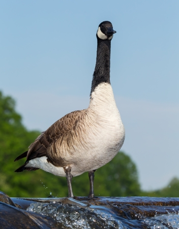 Canada goose standing on a dam in Maryland during the Springの写真素材