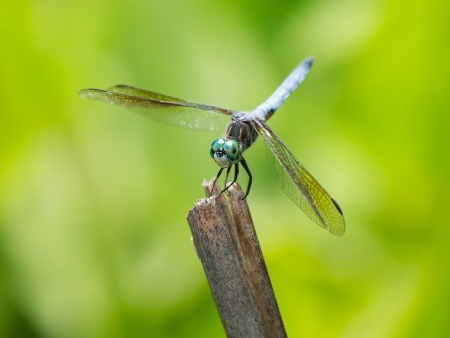 Male Blue Dasher dragonfly Pachydiplax longipennis resting on a twig in Maryland during the Summerの写真素材