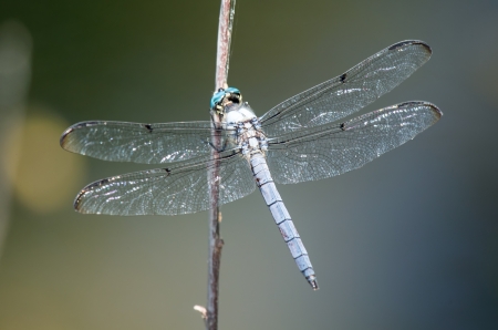 Great Blue Skimmer dragonfly Libellula vibrans perching on a twig in Maryland during the Summerの写真素材