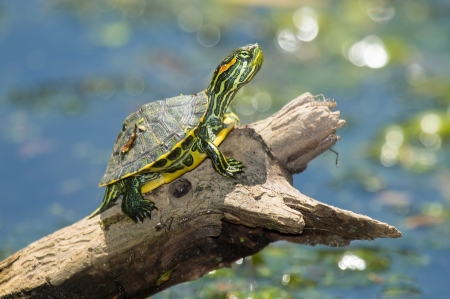 Young Red-eared Slider pond turtle Trachemys scripta elegans basking on a log in Maryland during the Summerの写真素材