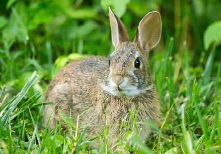 Young Eastern Cottontail rabbit Sylvilagus floridanus sitting in vegetation in Maryland during the Summerの写真素材