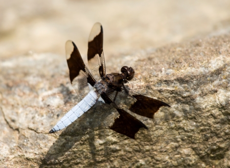 Male Common Whitetail Plathemis lydia dragonfly perching on a rock by a lake in Maryland during the Summerの写真素材