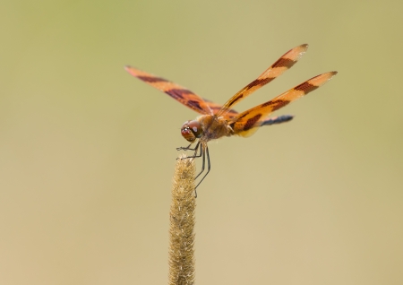 Halloween Pennant dragonfly Celithemis eponina perching on a wild grass stem in Maryland during the Summerの写真素材
