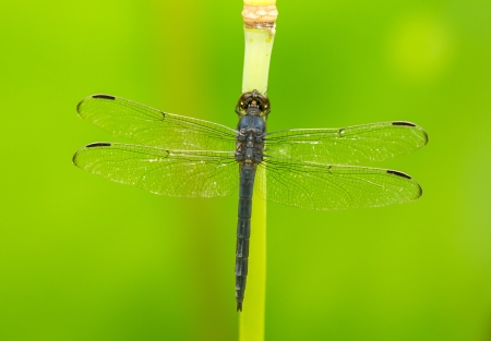 Slaty Skimmer dragonfly Libellula incesta perching on a reed in Maryland during the Summerの写真素材