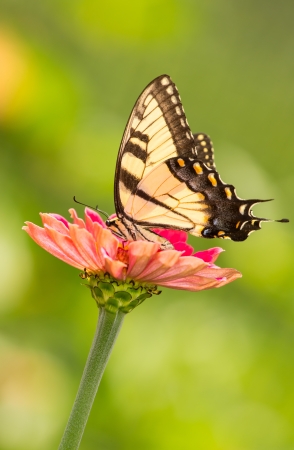 Eastern Tiger Swallowtail butterfly Papilio glaucus feeding on wildflowers in Maryland during the Summerの写真素材