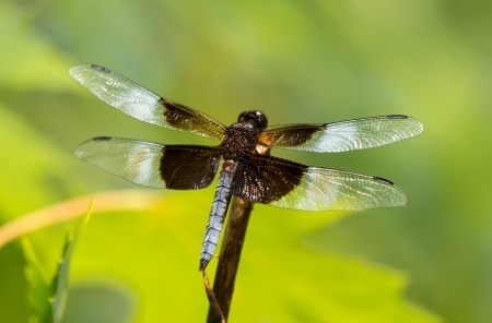 Widow Skimmer dragonfly Libellula luctuosa resting on a twig in Maryland during the Summerの写真素材