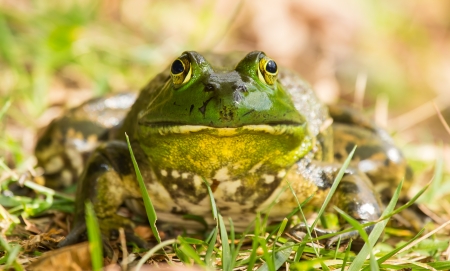 American Bullfrog Rana catesbeiana sitting by a lake in Maryland during the Autumn