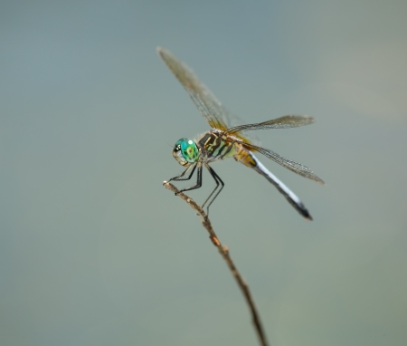 Male Blue Dasher dragonfly Pachydiplax longipennis resting on a twig in Maryland during the Summer
