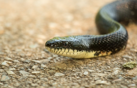 Black Rat Snake Pantherophis alleghaniensis moving along the groundの写真素材