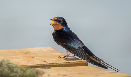 Barn Swallow Hirundo rustica perching on a fence in Maryland during the Springの写真素材