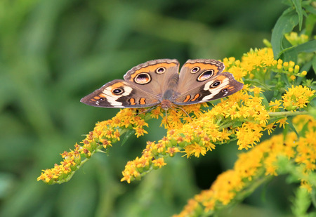 Common Buckeye butterfly Junonia coenia feeding on meadow wildflowers in Maryland during the Summerの写真素材