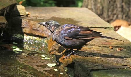 Common Grackle Quiscalus quiscula resting by a pond in Maryland during the Summerの写真素材