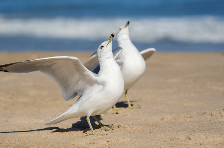 Ring-billed Gulls Larus delawarensis displaying on a beach on Assateague Island during the Winter