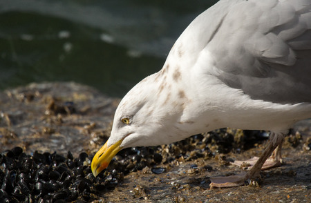 Portrait of a Herring Gull Larus argentatus feeding on Mussels near the Atlantic Ocean during the Winterの写真素材