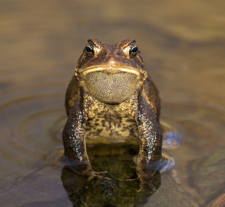 Eastern American Toad Anaxyrus americanus resting on a rock in woodland in Maryland during the...